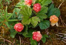 cloudberry