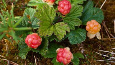 cloudberry